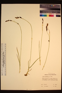 Carex spectabilis image